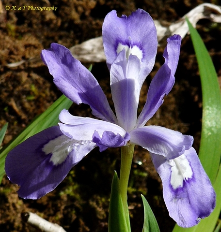 {Iris cristata}